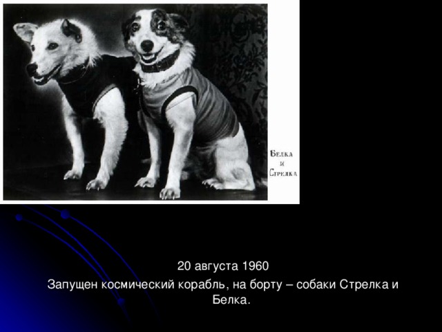 20 августа 1960 Запущен космический корабль, на борту – собаки Стрелка и Белка.