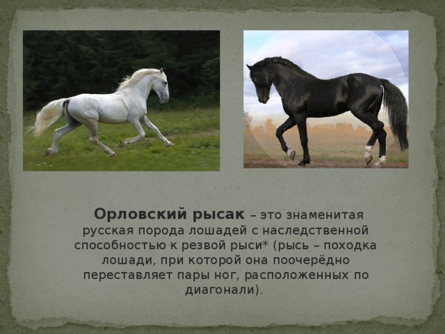 Орловский рысак – это знаменитая русская порода лошадей с наследственной способностью к резвой рыси* (рысь – походка лошади, при которой она поочерёдно переставляет пары ног, расположенных по диагонали).