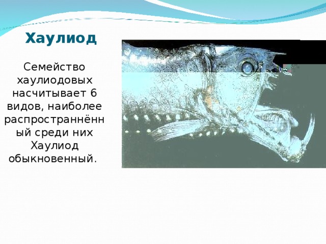 Хаулиод   Семейство хаулиодовых насчитывает 6 видов, наиболее распространнённый среди них Хаулиод обыкновенный.