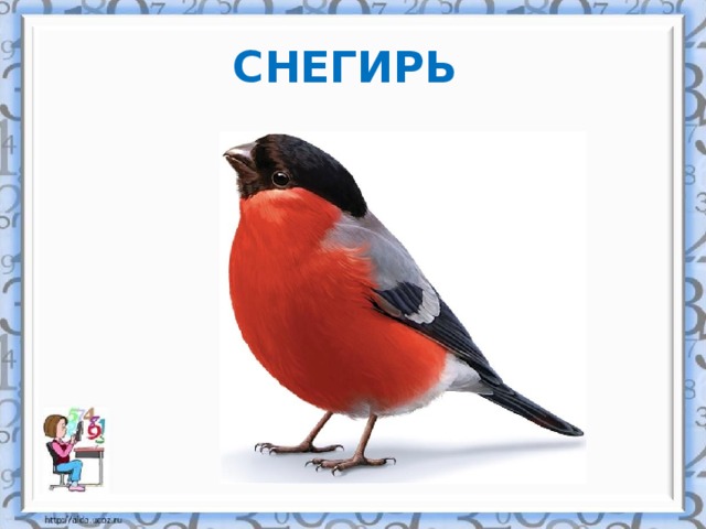 СНЕГИРЬ