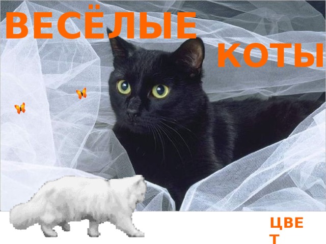 ВЕСЁЛЫЕ КОТЫ ЦВЕТ