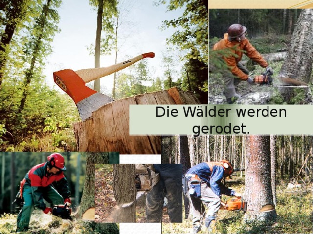 Die Wälder werden gerodet.