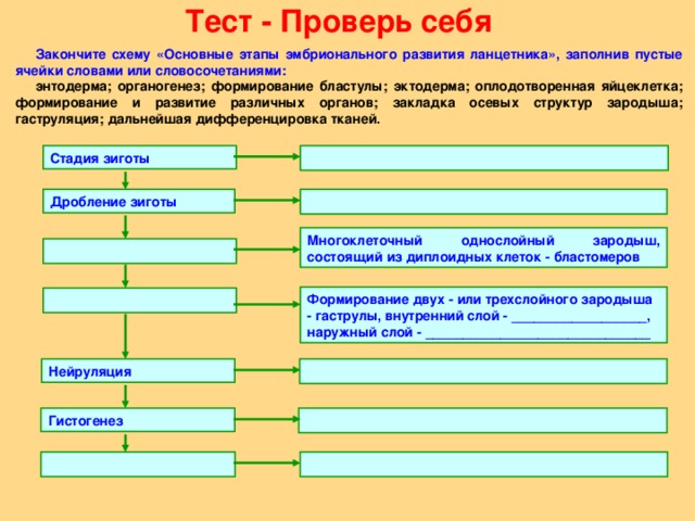 Закончите схему хронология биологической истории земли