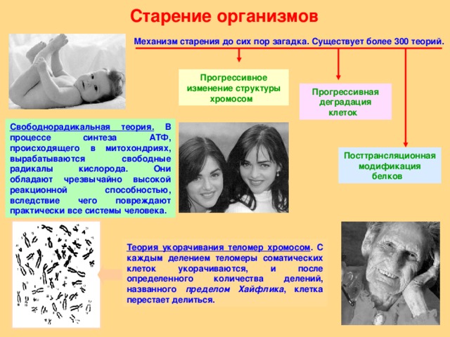 Старение организмов Механизм старения до сих пор загадка. Существует более 300 теорий.  Прогрессивное изменение структуры хромосом   Прогрессивная деградация клеток   Свободнорадикальная теория. В процессе синтеза АТФ, происходящего в митохондриях, вырабатываются свободные радикалы кислорода. Они обладают чрезвычайно высокой реакционной способностью, вследствие чего повреждают практически все системы человека. Посттрансляционная модификация белков   Теория укорачивания теломер хромосом . С каждым делением теломеры соматических клеток укорачиваются, и после определенного количества делений, названного пределом Хайфлика , клетка перестает делиться. 14