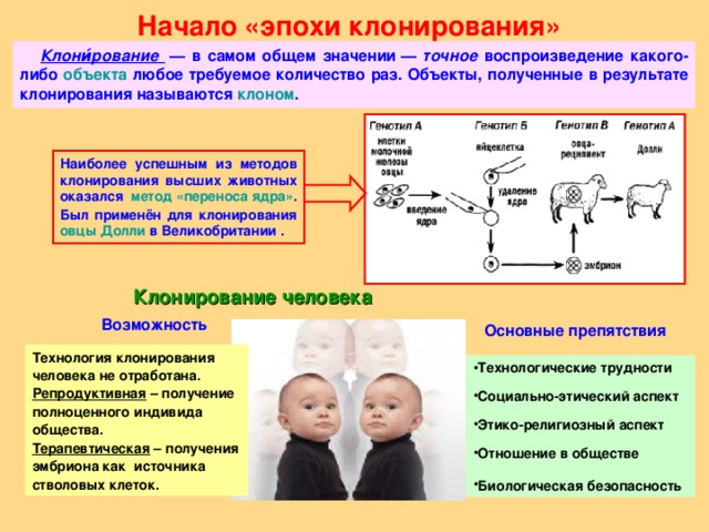 Начало «эпохи клонирования»  Клони́рование   — в самом общем значении — точное воспроизведение какого-либо объекта любое требуемое количество раз. Объекты, полученные в результате клонирования называются клоном . Наиболее успешным из методов клонирования высших животных оказался метод «переноса ядра» . Был применён для клонирования овцы Долли в Великобритании . Клонирование человека  Возможность Основные препятствия Технология клонирования человека не отработана. Репродуктивная – получение полноценного индивида общества. Терапевтическая – получения эмбриона как источника стволовых клеток. Технологические трудности Социально-этический аспект Этико-религиозный аспект Отношение в обществе Биологическая безопасность  14