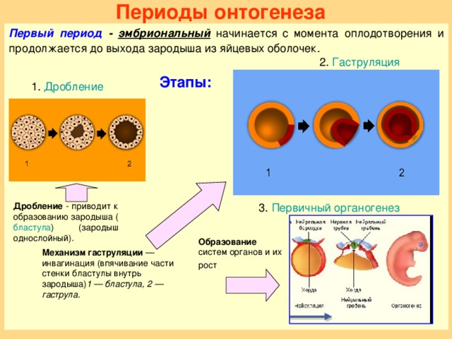 Периоды онтогенеза Первый период - эмбриональный  начинается с момента оплодотворения и продолжается до выхода зародыша из яйцевых оболочек. 2. Гаструляция Этапы: 1. Дробление Дробление - приводит к образованию зародыша ( бластула ) (зародыш однослойный). 3. Первичный органогенез  Зародышевое развитие, имеющее у разных организмов различную продолжительность, является одним из важнейших этапов индивидуального развития. Оно начинается с деления одной единственной клетки – зиготы – у всех организмов  С момента образования зиготы и до выхода из яйцевых оболочек или рождения продолжается зародышевый период.  В эмбриональном периоде происходит увеличение числа клеток, а затем их дифференцировка.  Специализация клеток зародыша приводит к возникновению первых тканей в органов.  В процессе эмбрионального развития ткани зародыша оказывают влияние друг на друга. Образование систем органов и их рост  Механизм гаструляции — инвагинация (впячивание части стенки бластулы внутрь зародыша) 1 — бластула, 2 — гаструла. 2