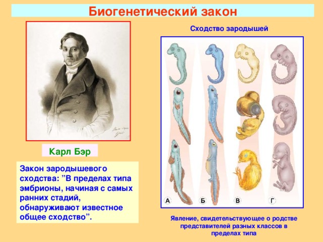 Биогенетический закон Сходство зародышей Карл Бэр Биогенетический закон, открытый в результате установления сходства стадий зародышевого развития родственныхгрупп организмов, является безусловным и ценным доказательством эволюции. Биогенетический закон выражает глубокую связь между индивидуальным развитием организмов и их историческим развитием. Ф. Мюллер и Э.Геккель в 19 веке сформулировали биогенетический закон, раскрывающего в онтогенезе сжатый путь исторического развития того вида к которому принадлежит данная особь Закон зародышевого сходства :  ” В пределах типа эмбрионы, начиная с самых ранних стадий, обнаруживают известное общее сходство ” . Явление, свидетельствующее о родстве представителей разных классов в пределах типа 2