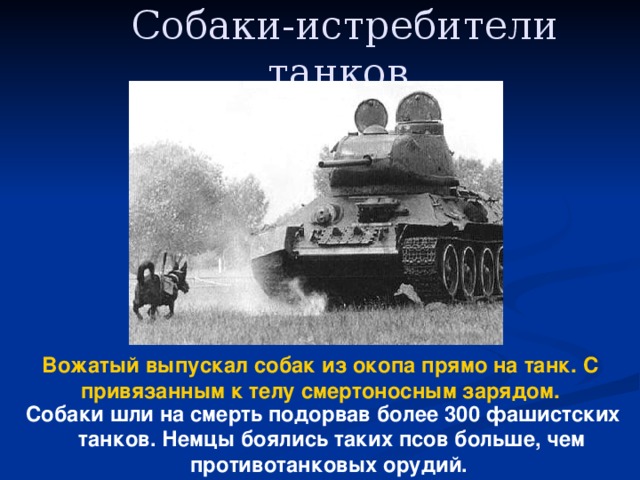 Собаки-истребители танков  Вожатый выпускал собак из окопа прямо на танк. С привязанным к телу смертоносным зарядом.  Собаки шли на смерть подорвав более 300 фашистских танков. Немцы боялись таких псов больше, чем противотанковых орудий.