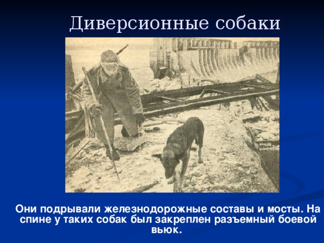 Диверсионные собаки  Они подрывали железнодорожные составы и мосты. На спине у таких собак был закреплен разъемный боевой вьюк.