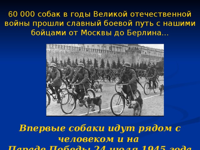 6 0 000 собак в годы Великой отечественной войны прошли славный боевой путь с нашими бойцами от Москвы до Берлина… Впервые собаки идут рядом с человеком и на Параде Победы 24 июля 1945 года