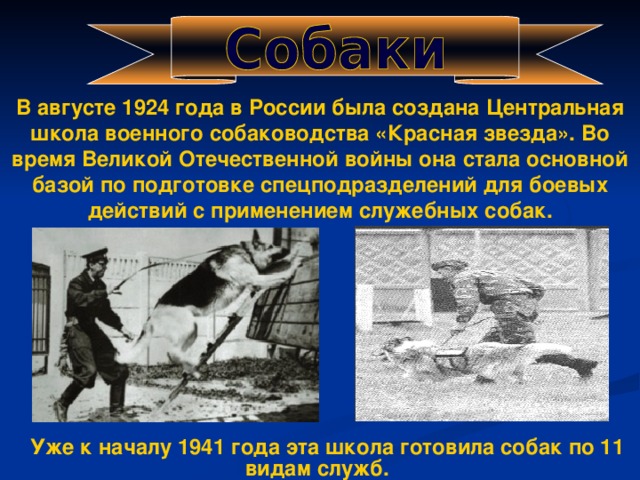 В августе 1924 года в России была создана Центральная школа военного собаководства «Красная звезда». Во время Великой Отечественной войны она стала основной базой по подготовке спецподразделений для боевых действий с применением служебных собак.  Уже к началу 1941 года эта школа готовила собак по 11 видам служб.