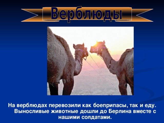 На верблюдах перевозили как боеприпасы, так и еду. Выносливые животные дошли до Берлина вместе с нашими солдатами.
