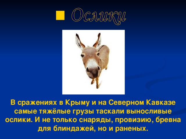 В сражениях в Крыму и на Северном Кавказе самые тяжёлые грузы таскали выносливые ослики. И не только снаряды, провизию, бревна для блиндажей, но и раненых.