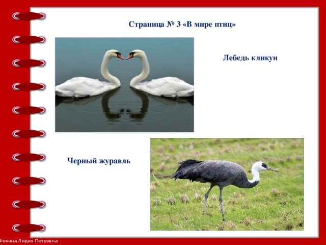 Страница № 3 «В мире птиц» Лебедь кликун Черный журавль