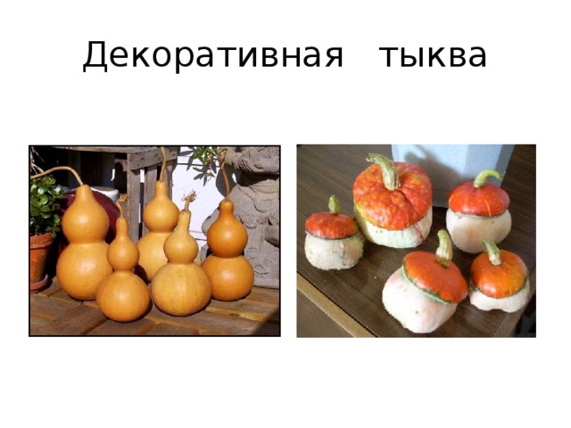 Декоративная тыква