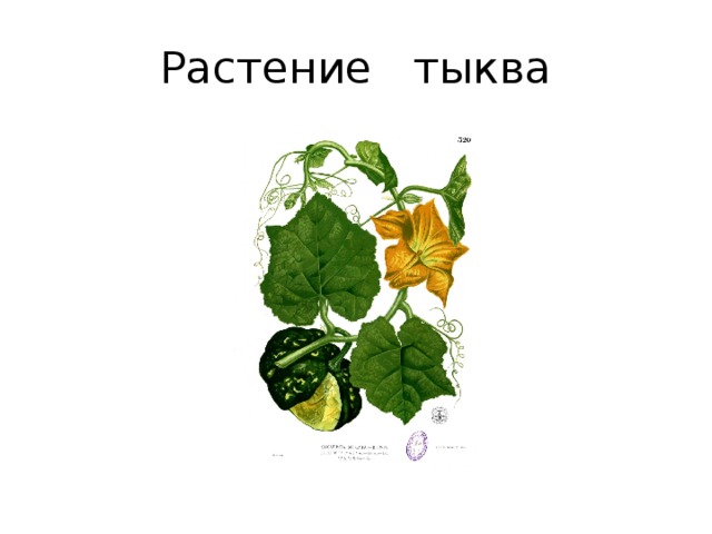 Растение тыква