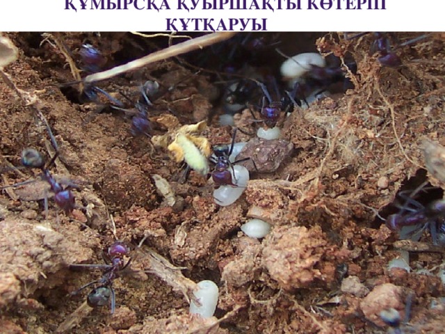 Құмырсқа қуыршақты көтеріп құтқаруы