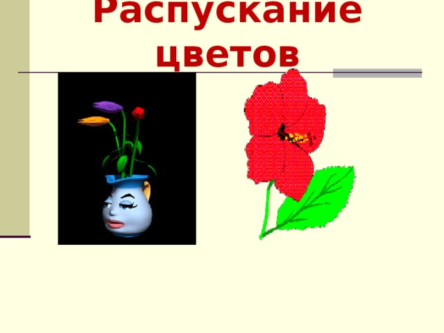 Распускание цветов