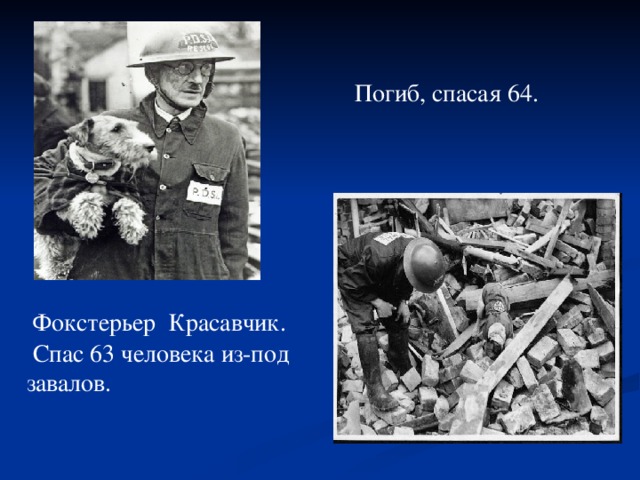 Погиб, спасая 64. Фокстерьер Красавчик.  Спас 63 человека из-под завалов.