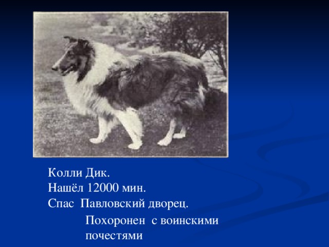 Похоронен с воинскими почестями Колли Дик. Нашёл 12000 мин. Спас Павловский дворец.