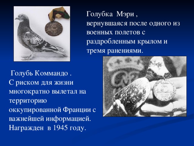 Голубка Мэри , вернувшаяся после одного из военных полетов с раздробленным крылом и тремя ранениями.  Голубь Коммандо . С риском для жизни многократно вылетал на территорию оккупированной Франции с важнейшей информацией. Награжден в 1945 году.