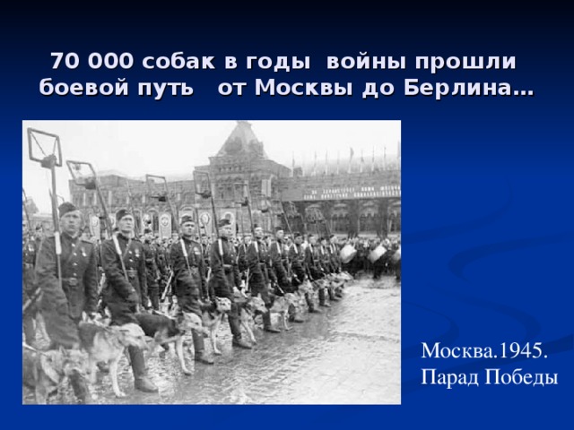 70 000 собак в годы войны прошли боевой путь от Москвы до Берлина… Москва.1945. Парад Победы