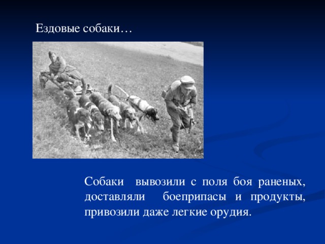 Ездовые собаки… Собаки вывозили с поля боя раненых, доставляли боеприпасы и продукты, привозили даже легкие орудия.