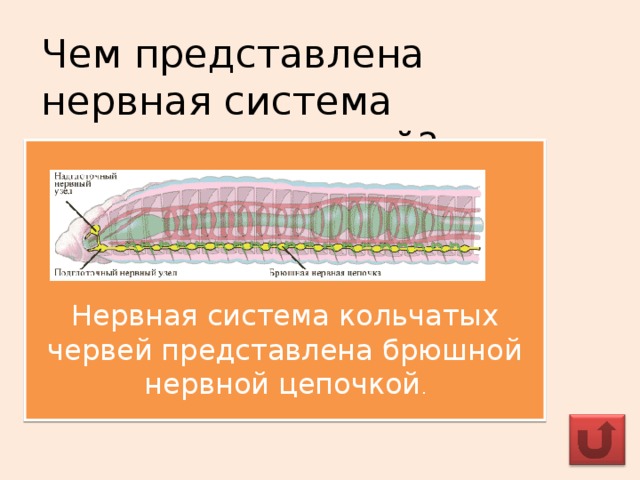 Чем представлена нервная система кольчатых червей? Нервная система кольчатых червей представлена брюшной нервной цепочкой .
