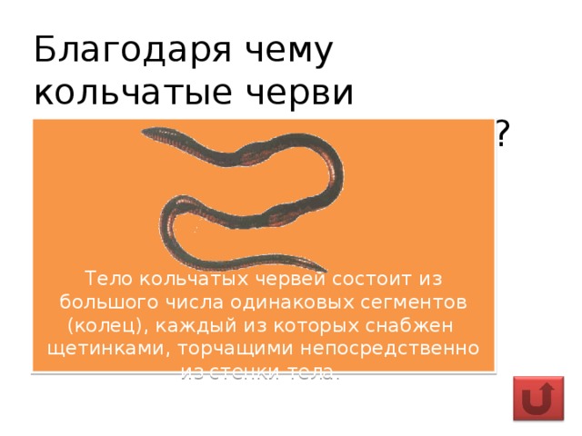 Замечательная особенность этого червя состоит в том. Тело кольчатых червей состоит из. Кольчатые черви тело. Кольчатые черви состоят из. Черви состоят.