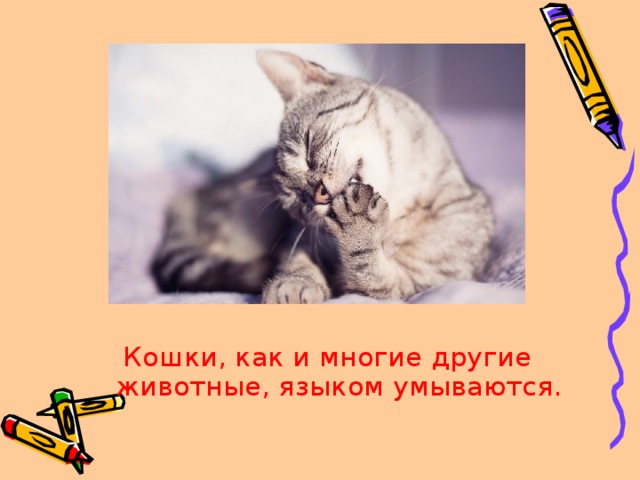 Кошки, как и многие другие животные, языком умываются.