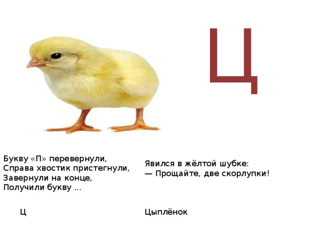 Ц Букву «П» перевернули, Справа хвостик пристегнули, Завернули на конце, Получили букву ... Явился в жёлтой шубке: — Прощайте, две скорлупки! Ц Цыплёнок