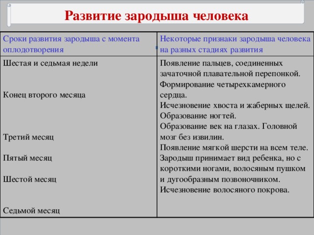 Развитие зародыша и плода презентация 8 класс