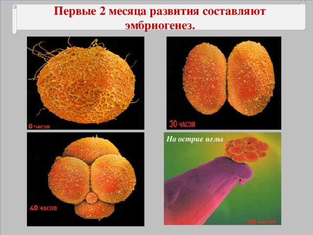 Первые 2 месяца развития составляют эмбриогенез. На острие иглы