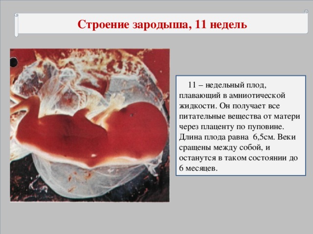 Строение зародыша, 11 недель   11 – недельный плод, плавающий в амниотической жидкости. Он получает все питательные вещества от матери через плаценту по пуповине. Длина плода равна 6,5см. Веки сращены между собой, и останутся в таком состоянии до 6 месяцев.