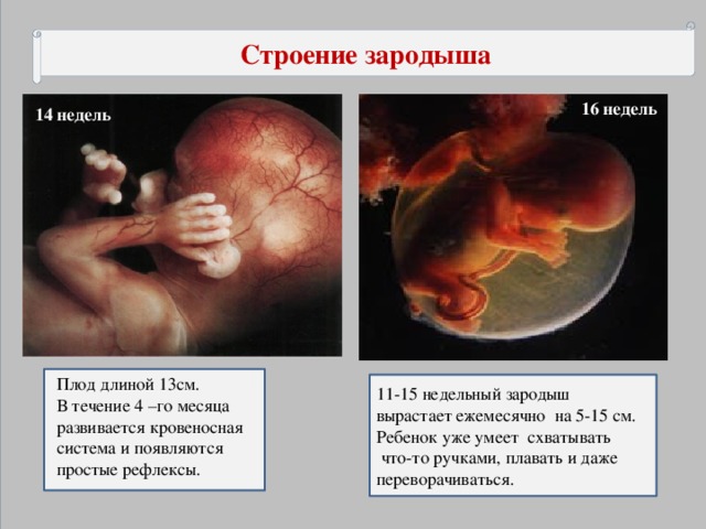 Зародыш человека 20 недель фото