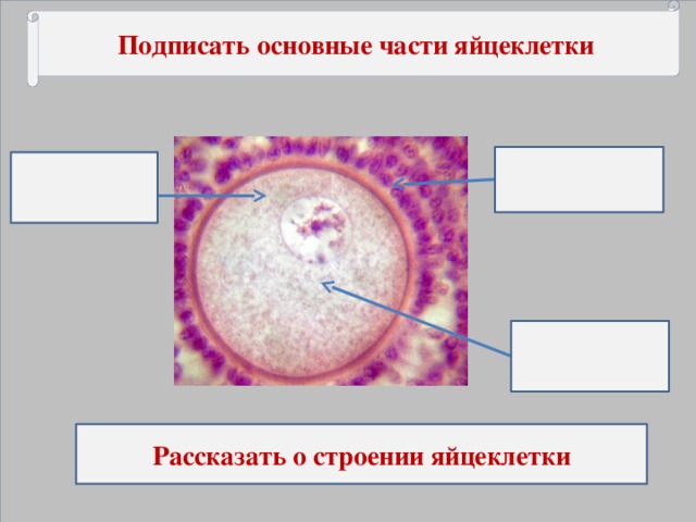 Подписать основные части яйцеклетки Рассказать о строении яйцеклетки