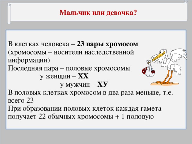 Мальчик или девочка? В клетках человека – 23 пары хромосом (хромосомы – носители наследственной информации) Последняя пара – половые хромосомы    у женщин – ХХ  у мужчин – ХУ В половых клетках хромосом в два раза меньше, т.е. всего 23 При образовании половых клеток каждая гамета получает 22 обычных хромосомы + 1 половую