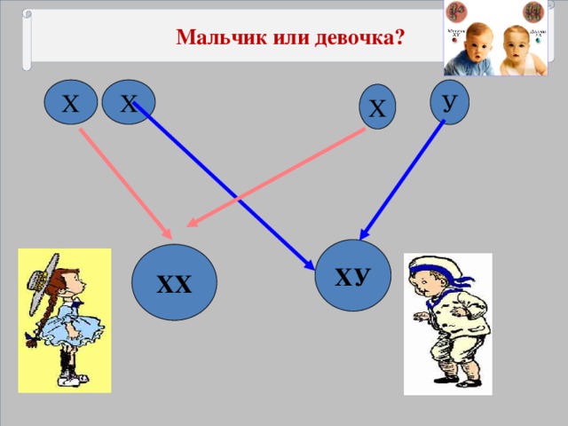 Мальчик или девочка? Х Х У Х ХУ ХХ