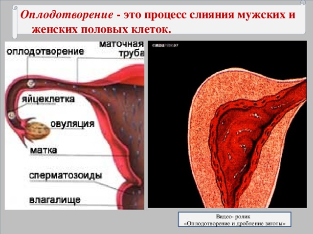 Оплодотворение - это процесс слияния мужских и женских половых клеток.  Видео- ролик «Оплодотворение и дробление зиготы»