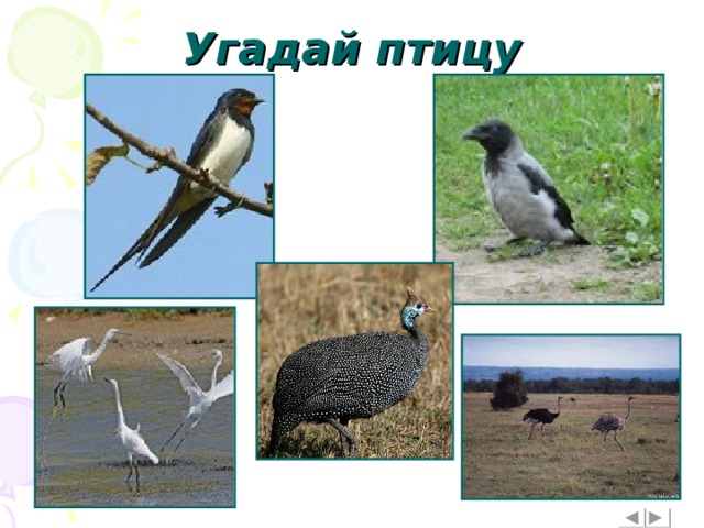 Угадай птицу