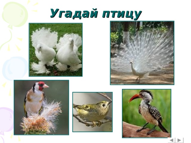 Угадай птицу