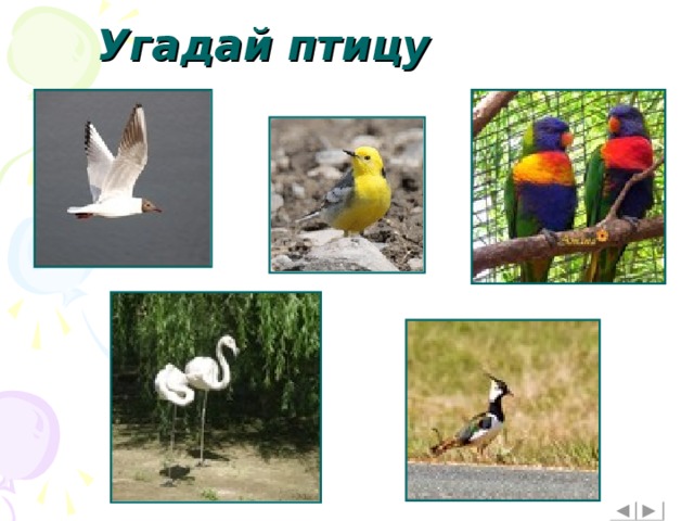 Угадай птицу