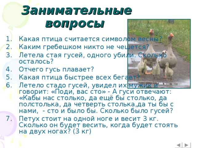 Гусь сколько соли. Сколько гусей в стае. Сколько осталось гусей. Средняя Продолжительность жизни гусей. Летела стая гусей 2 убили сколько осталось.