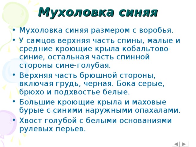 Мухоловка синяя