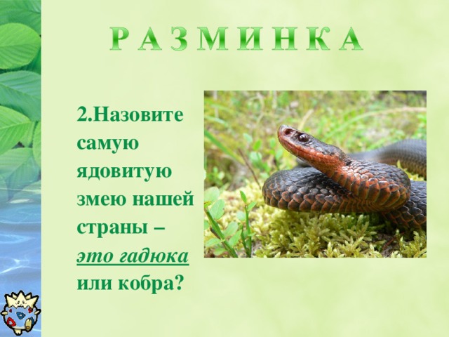 12.Назовите самую ядовитую змею нашей страны – это гадюка или кобра?
