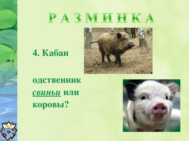 14. Кабан родственник свиньи или коровы?