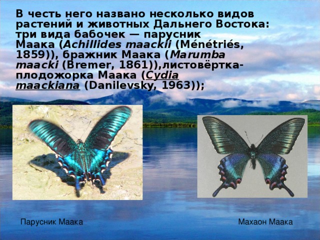 В честь него названо несколько видов растений и животных Дальнего Востока: три вида бабочек — парусник Маака ( Achillides maackii  (Ménétriés, 1859)), бражник Маака ( Marumba maacki  (Bremer, 1861)),листовёртка-плодожорка Маака ( Cydia maackiana  (Danilevsky, 1963)); Парусник Маака Махаон Маака