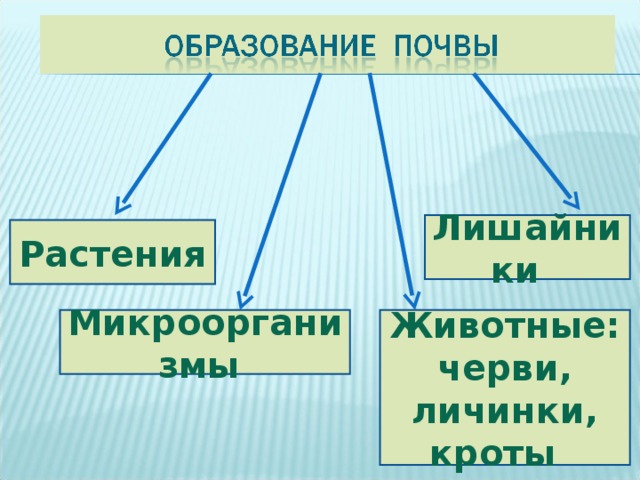 Лишайники Растения Микроорганизмы Животные: черви, личинки, кроты