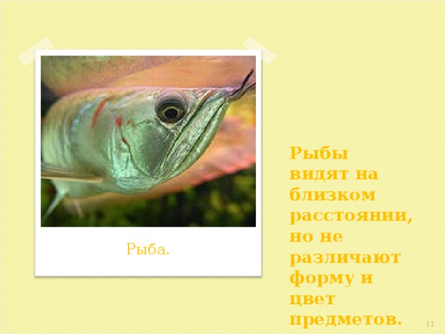 Рыбы видят на близком расстоянии, но не различают форму и цвет предметов. Рыба.