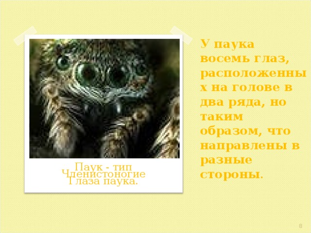 У паука восемь глаз, расположенных на голове в два ряда, но таким образом, что направлены в разные стороны . Паук - тип Членистоногие Глаза паука.